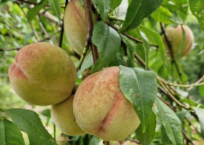 Persikai. S. Obelevičiaus nuotr.