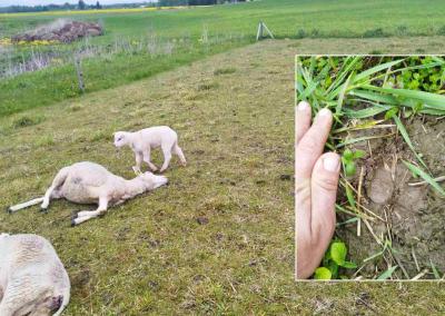 Ūkyje, kaip teigia Laimonas, pasidarbavo vienas vilkas. Laimono Zaveckio nuotr.