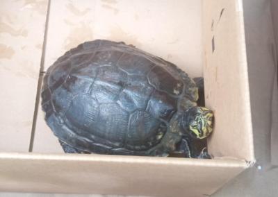 Invazinis vėžlys. AM nuotr.