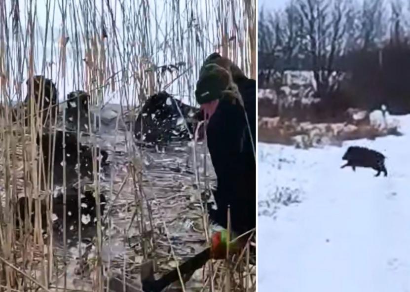 Vyrai išgelbėjo skendusius šernus.