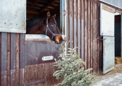 Su namus beveik mėnesį puošusiomis eglutėmis galima atsisveikinti ir kitaip – jas nuvežant į netoli Panevėžio esantį Molainių žirgyną. Jūsų Panevėžys nuotr.