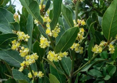 Lietuvos dendrologų draugijos nuotr.