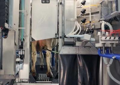 Automatinis melžimo robotas.