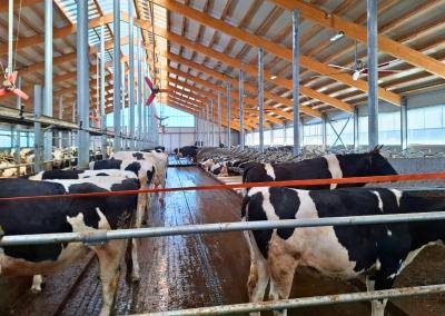Karvių fermos projektą UAB „Dotnuva Baltic“ įgyvendino Milaičiuose, ūkininko Žilvino Oberausko ūkyje.
