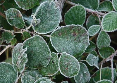 Šalnos. ŽŪM nuotr.